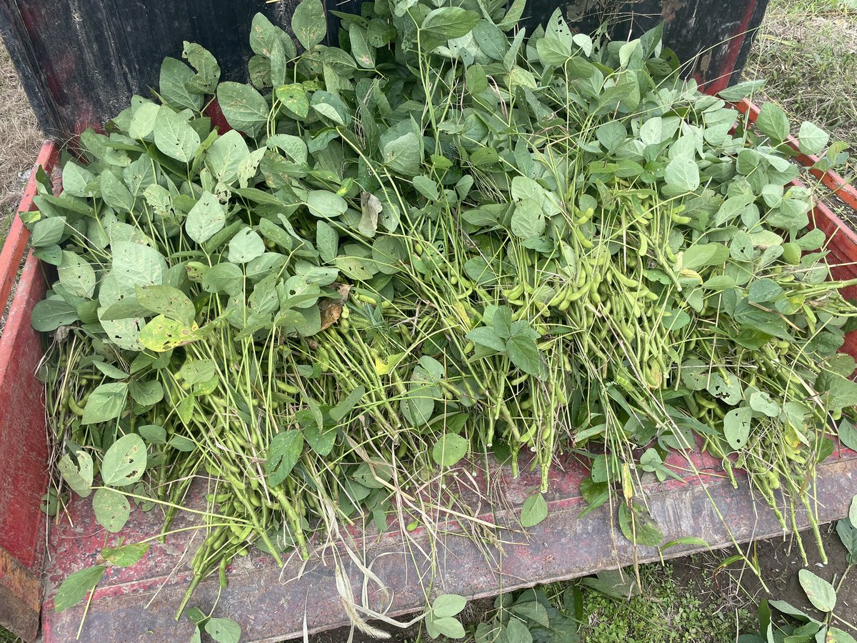 今日は枝豆の収穫 