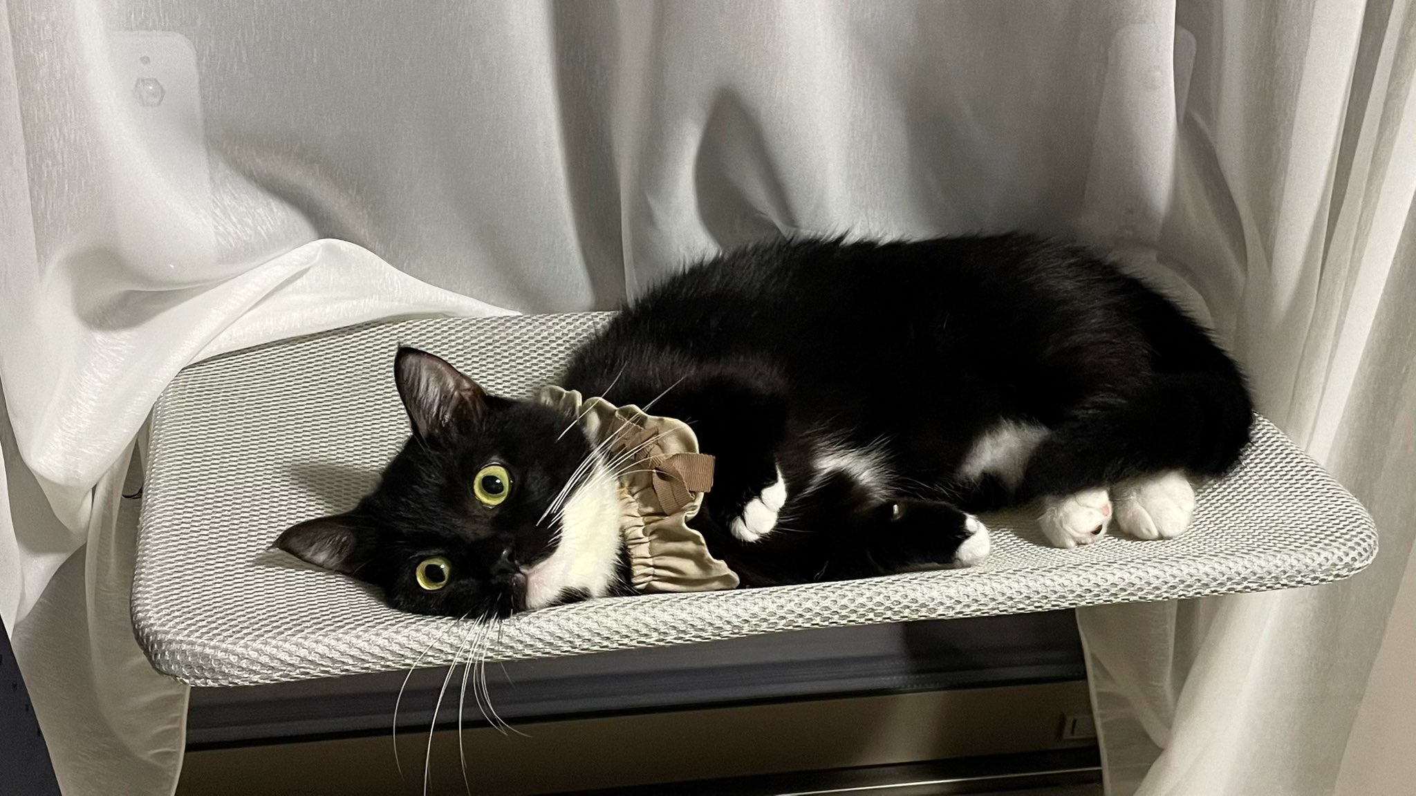 やせねこ様 maxresdefault.jpg