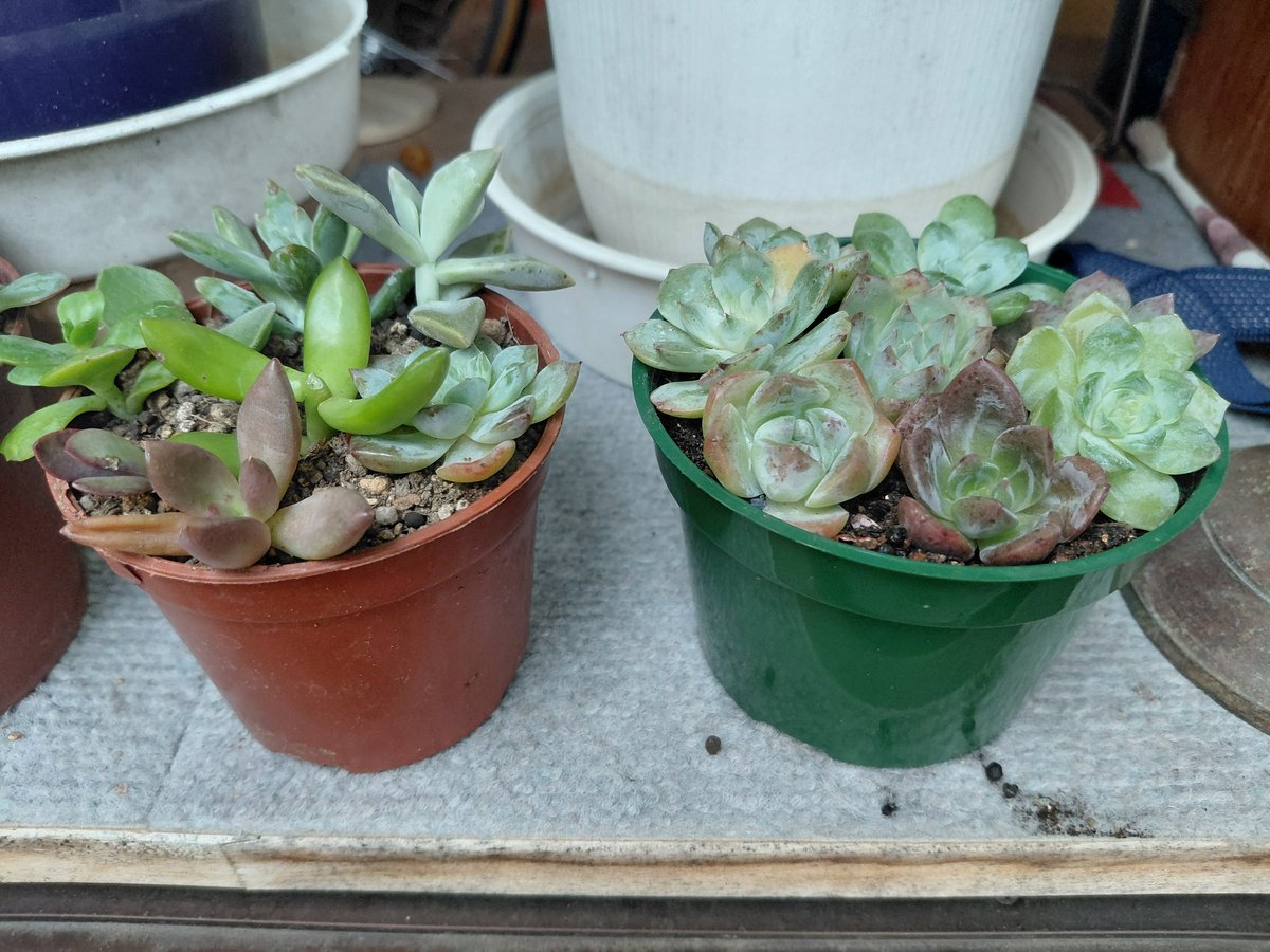 お取り置き専用　多肉植物　❁︎シュビル錦　未発根 多肉植物 - Search / X
