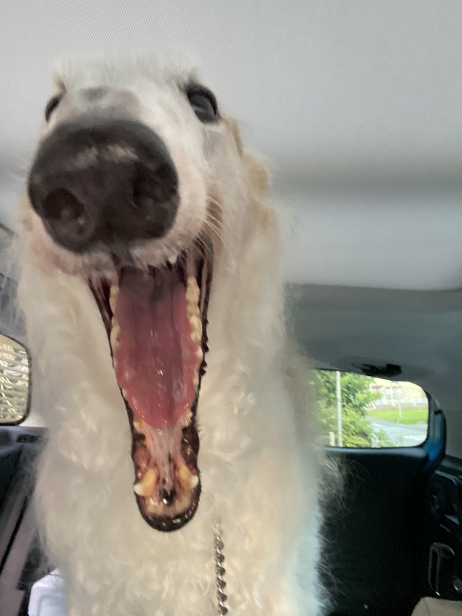 ganbor_zoi's tweet photo. 車に乗るのが好き！がんぼるぞい！！

translation:
I love riding in cars! https://t.co/fcJBdmC55I