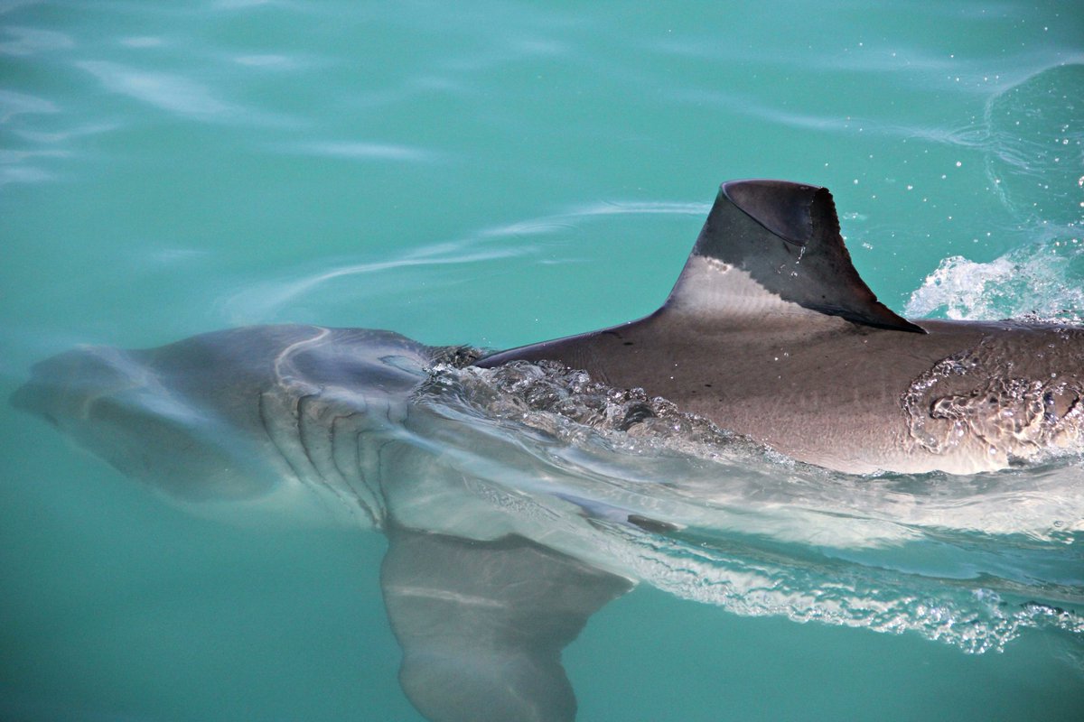 <a href="/AwrBamiyas/">Awr Bamiyas</a> It sounds like an irregular or folded dorsal fin apex (which can be congenital or pathological), which have been observed in sharks before.
researchgate.net/publication/26…
imkeaquablog.wordpress.com/2017/04/01/sha…