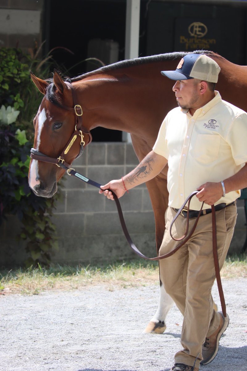 BurlesonFarm's tweet photo. In full swing now @keenelandsales guys in barn 40 have been hard at it for the last two days showing book 2 horses https://t.co/rDDNelmAEj