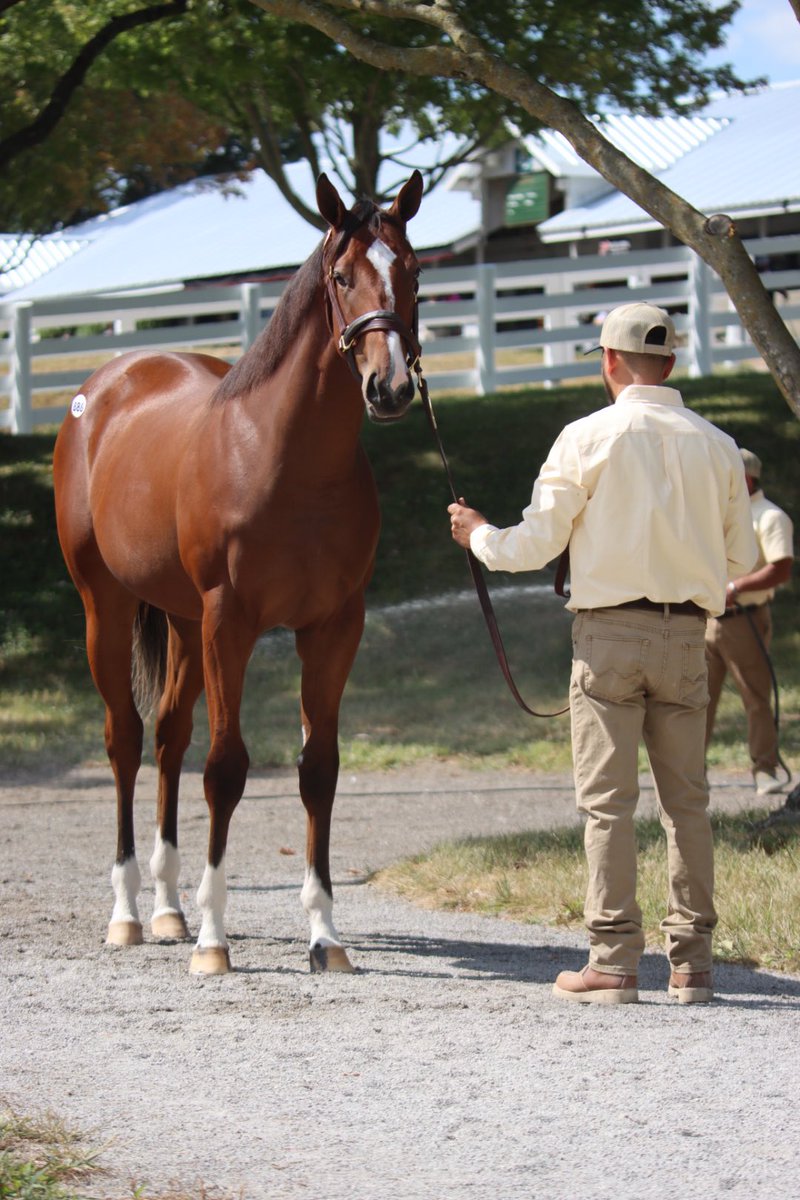 BurlesonFarm's tweet photo. In full swing now @keenelandsales guys in barn 40 have been hard at it for the last two days showing book 2 horses https://t.co/rDDNelmAEj