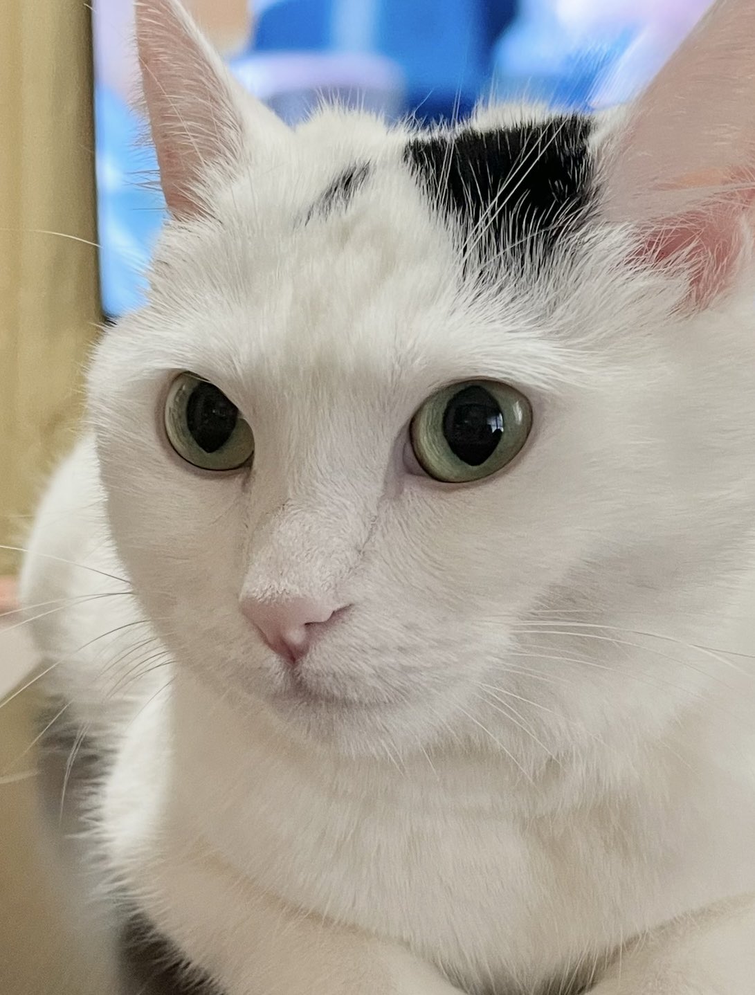 💖〜ゆき坊〜💖〜体調不良のため休養中🍃〜動物画(ワンちゃん猫