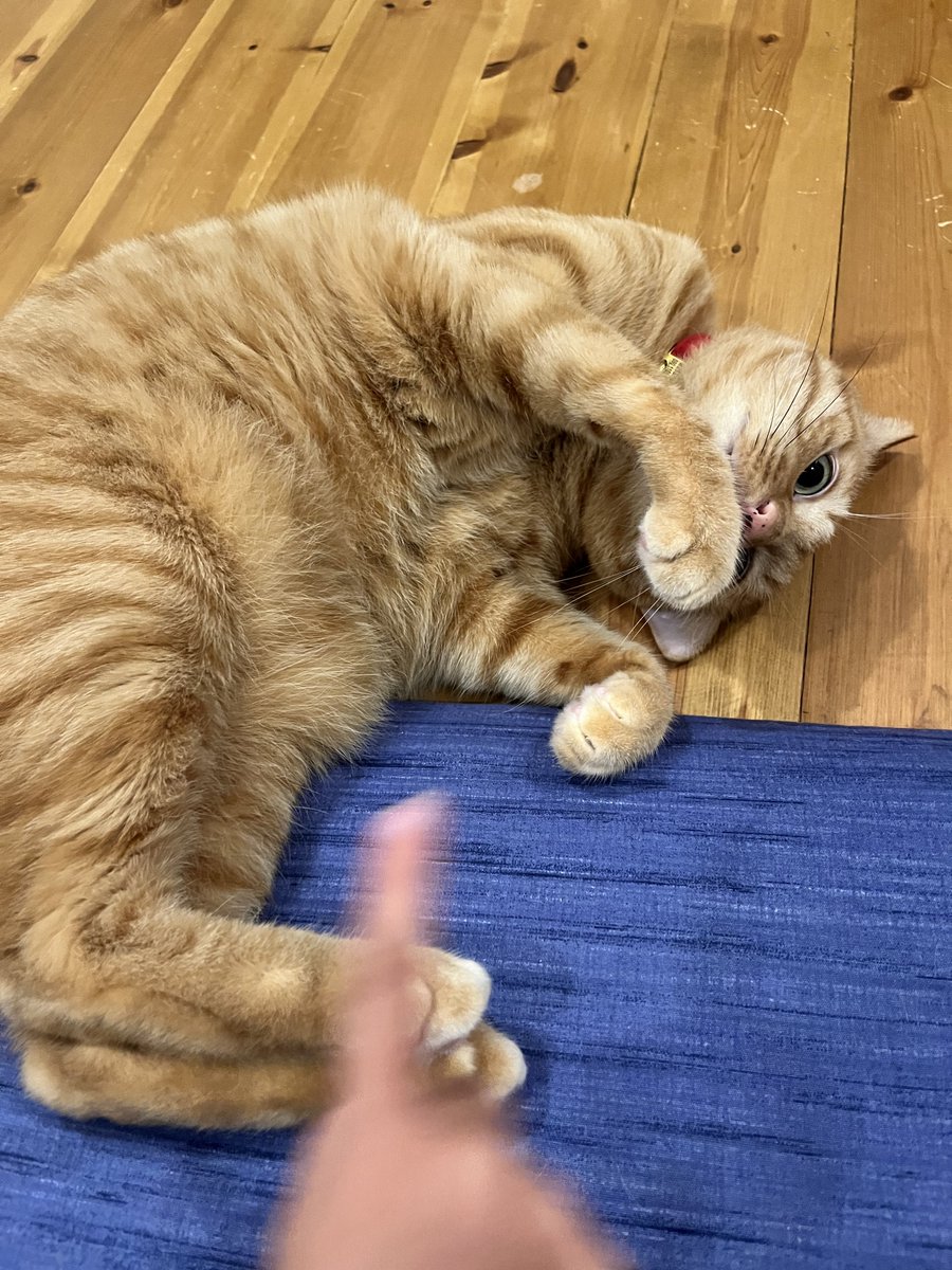 直近のうちの猫