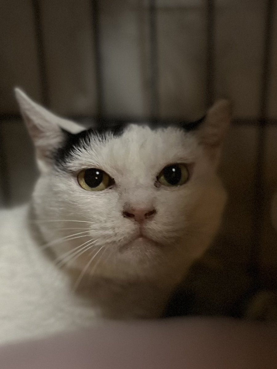 ゴンザレスちゃん♡金額変更しました♡ スーパーレス - Search / X