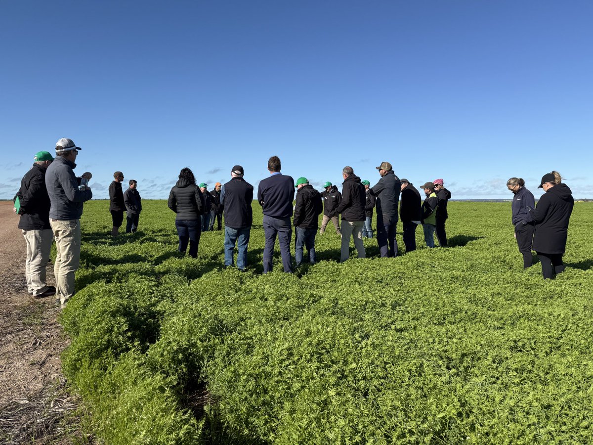 GRDCWest's tweet image. A great chat about #lentil opportunities this morning at John and Ruth Young’s @wyening as part of the @GRDCWest spring panel tour. Lentils looking👌 #pulses #regionalpanel