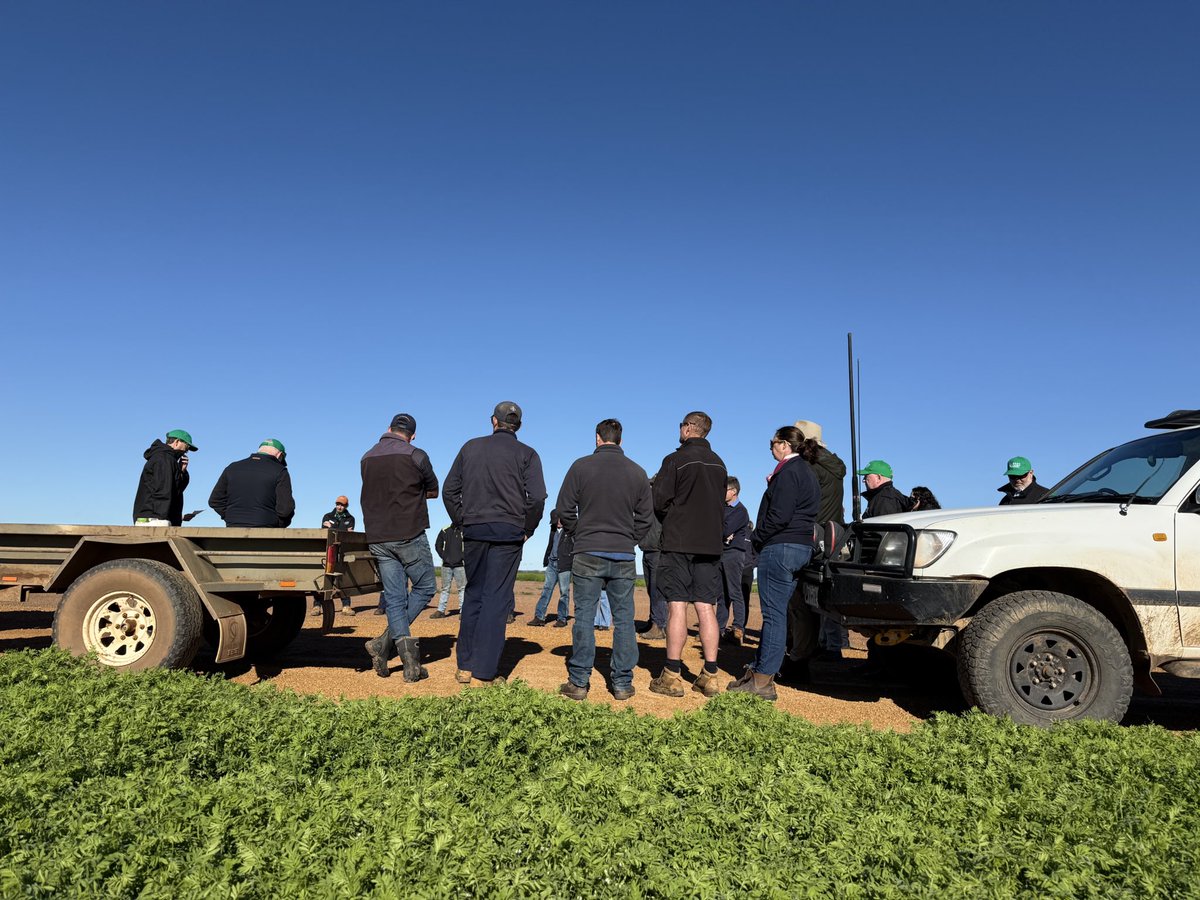 GRDCWest's tweet image. A great chat about #lentil opportunities this morning at John and Ruth Young’s @wyening as part of the @GRDCWest spring panel tour. Lentils looking👌 #pulses #regionalpanel