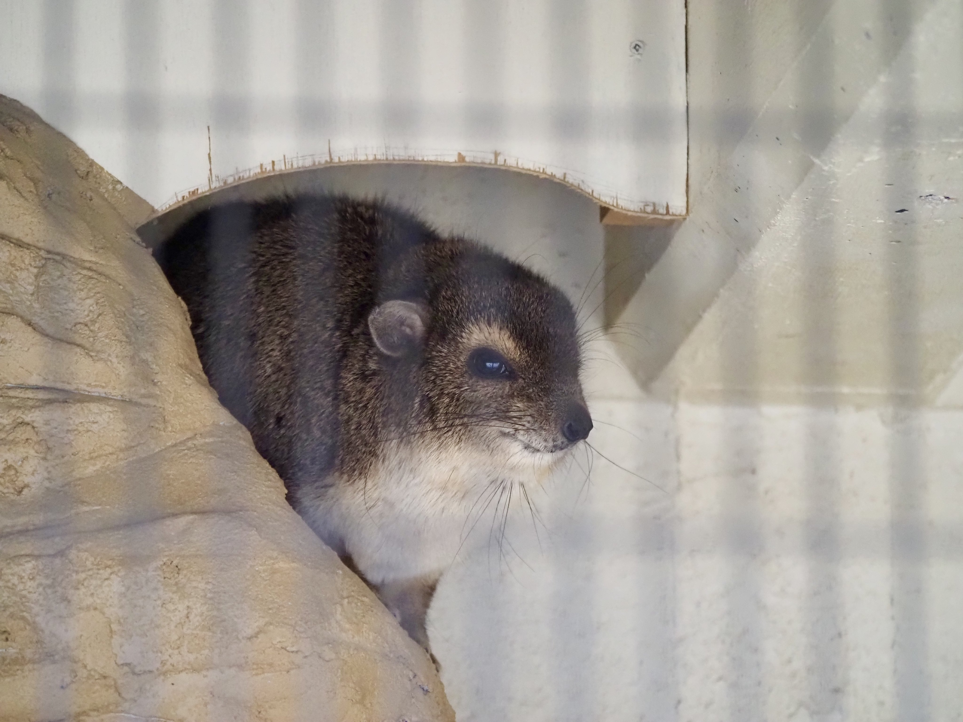 笑う動物たち 思わず笑ってしまう動物たちの愉快な表情 - WSJ