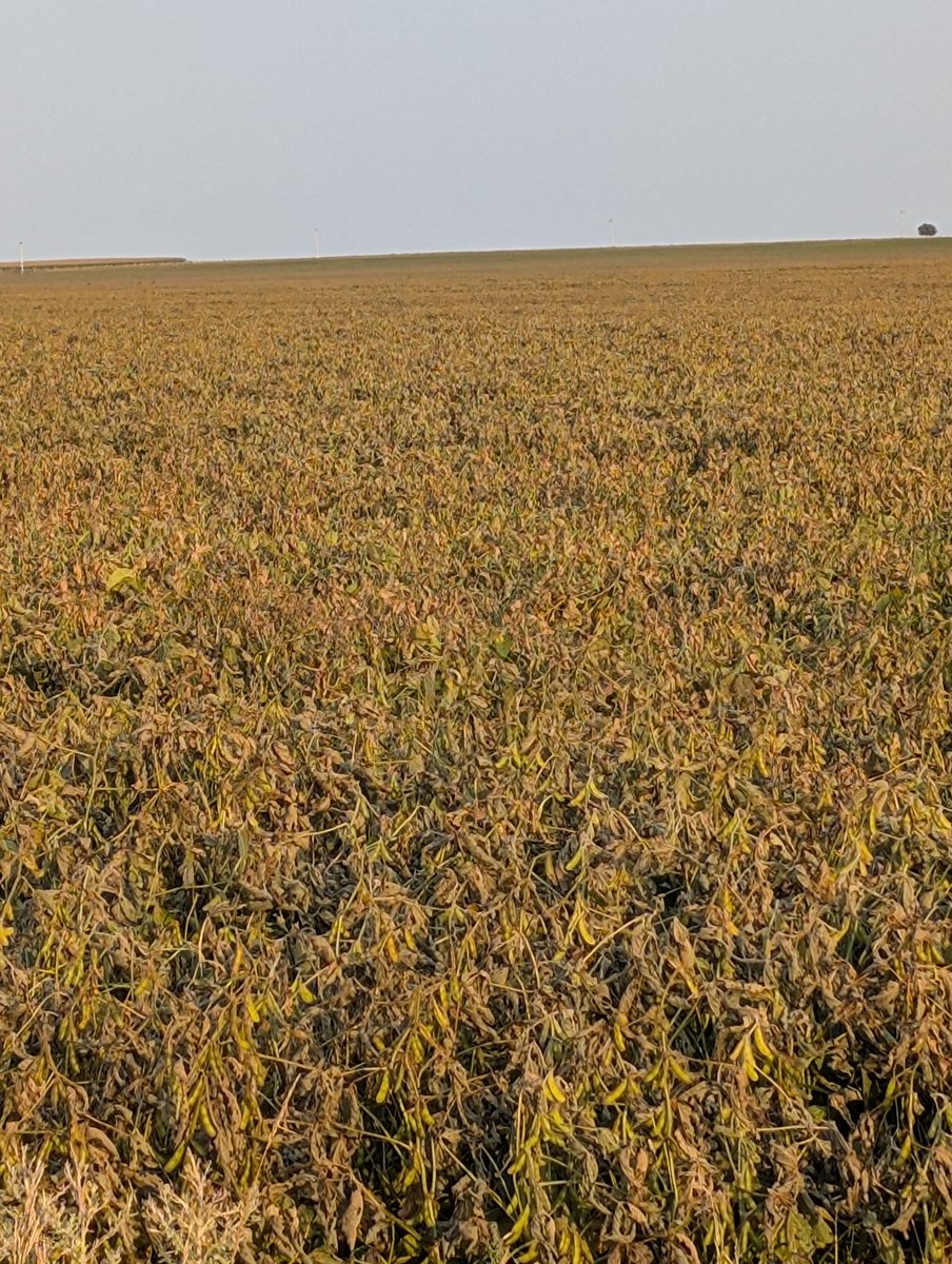 SodBuster tweet media