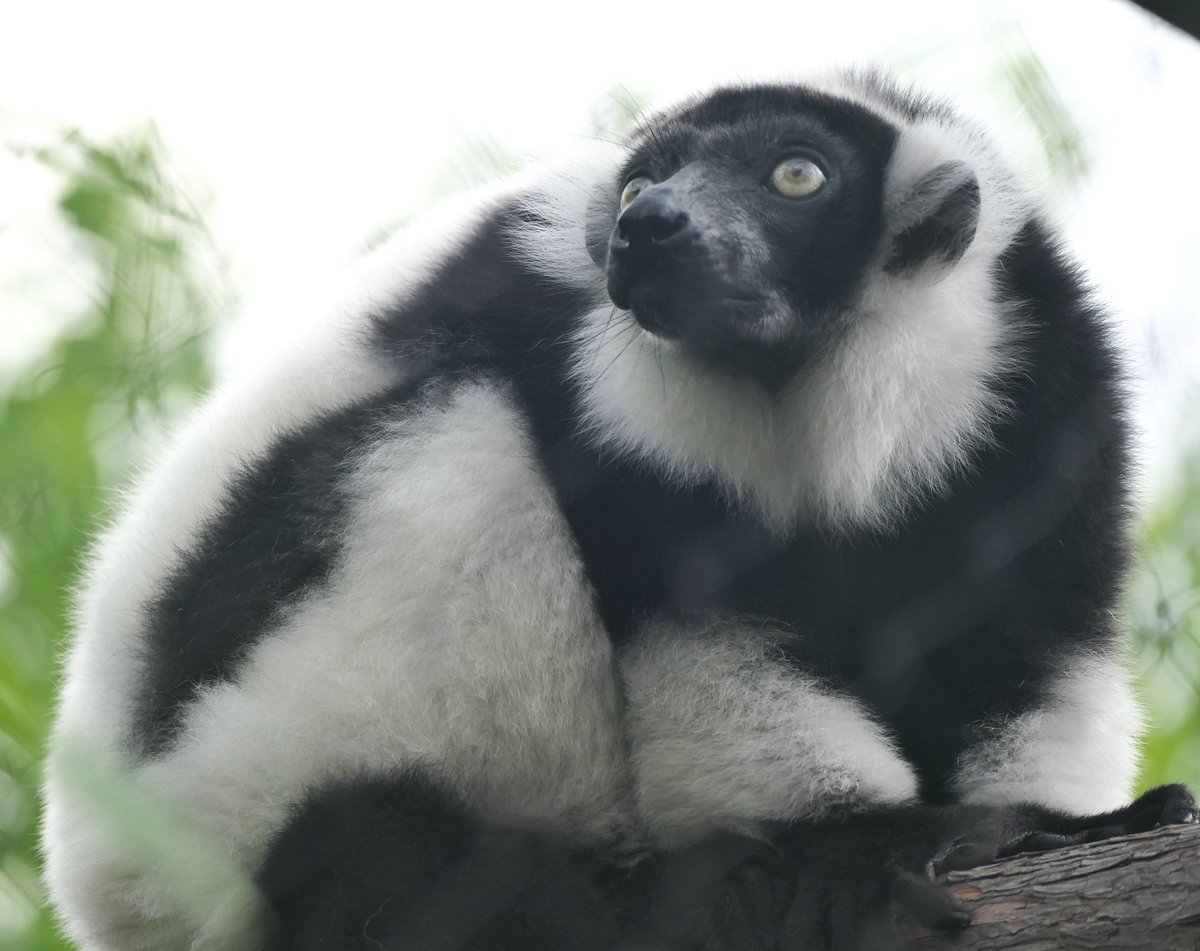 おはようございます。 
今朝の動物たちの様子をお届けします。  

#クロシロエリマキキツネザル 
#朝の上野動物園