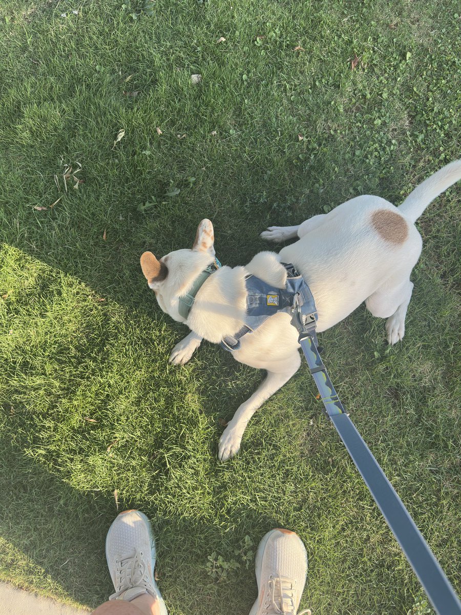 OdessaKels's tweet photo. Gus and I did a little #oc30for30 walk @OdessaCollege. Some of us worked harder than the other πΆ #ocallin #30for30 @OC_SportsCenter https://t.co/r42GRuBmf6