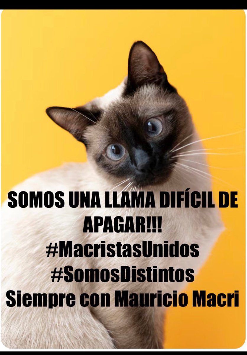 Maria Todaro (@mariatodaro13) on Twitter photo <a href="/macristasunidos/">@MacristasUnidos</a>
#MacristasUnidos
#SomosDistintos
SIEMPRE CON MAURICIO MACRI!!
💪🇦🇷💛💛💛💛💛💛💛💛💛💛💛💛💛💛💛💛 <a href="/macristasunidos/">@MacristasUnidos</a>
#MacristasUnidos
#SomosDistintos
SIEMPRE CON MAURICIO MACRI!!
💪🇦🇷💛💛💛💛💛💛💛💛💛💛💛💛💛💛💛💛