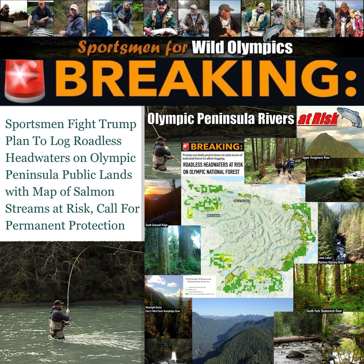 🚨BREAKING: #Sportsmen Fight Trump Plan to Log #Roadless Headwaters on Olympic National Forest w/Map of Salmon Streams at Risk if #RoadlessRule Rescinded, Call For Permanent Protection by passing <a href="/PattyMurray/">Senator Patty Murray</a>’s #WildOlympics Act #publicland #conservation tinyurl.com/SportsmenForWi…