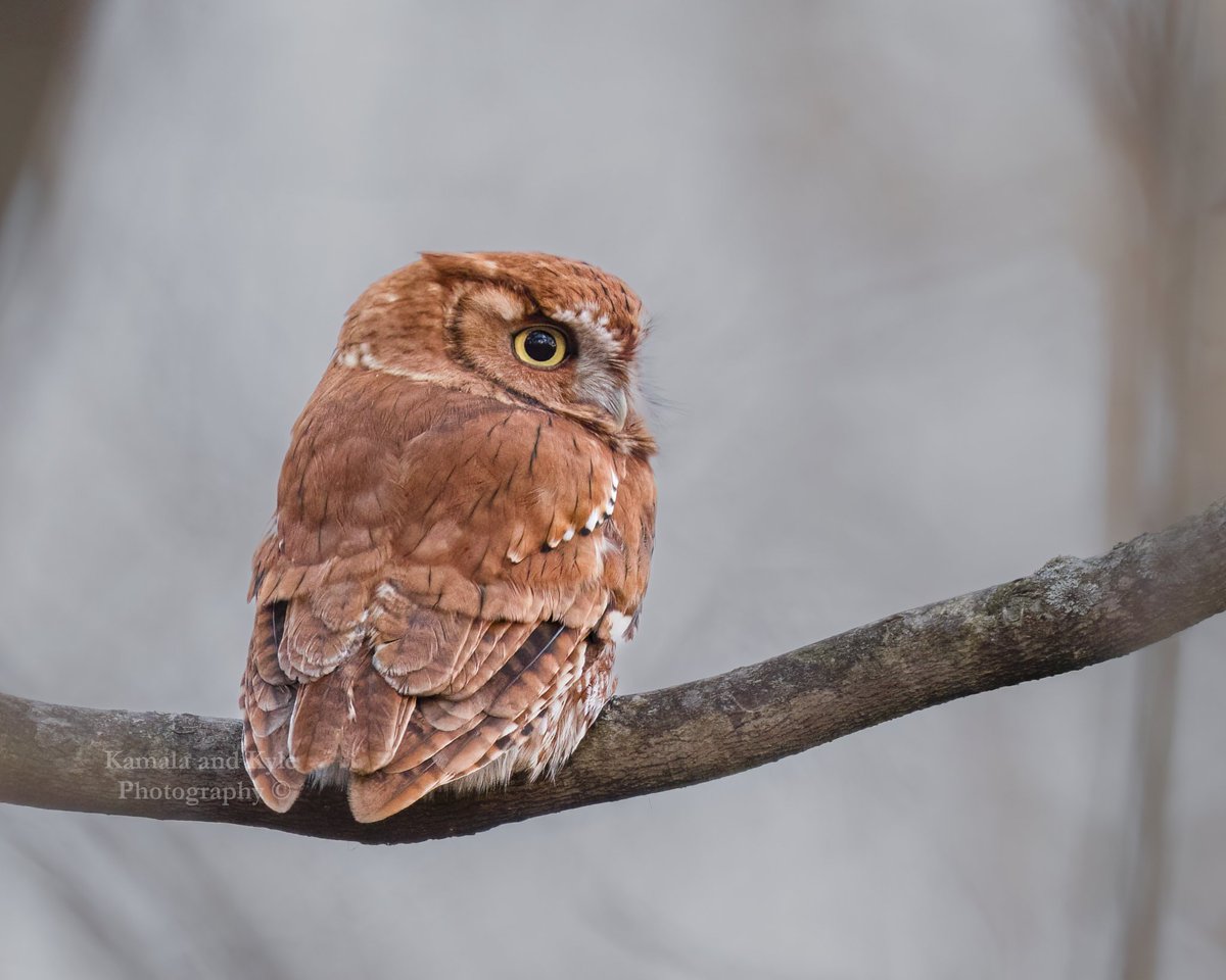 We’ve shared a lot of white animals lately, so here’s a fiery change! This red-morph Eastern Screech-Owl was a clear choice for front cover of our 2026 Owls of Canada Calendar!

#2026Calendars #EasternScreechOwl #ScreechOwl #RedMorph #EthicsBeforeImages #OntarioBirds #OntarioOwls