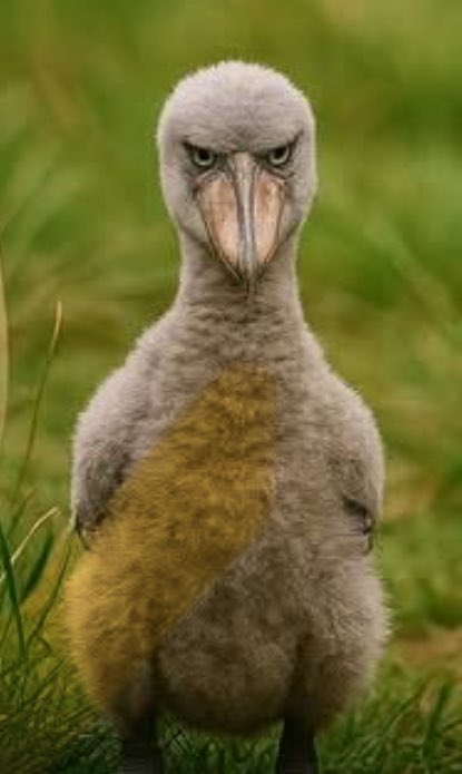 CodfishJohnny's tweet image. I’m very disappointed in all of you.