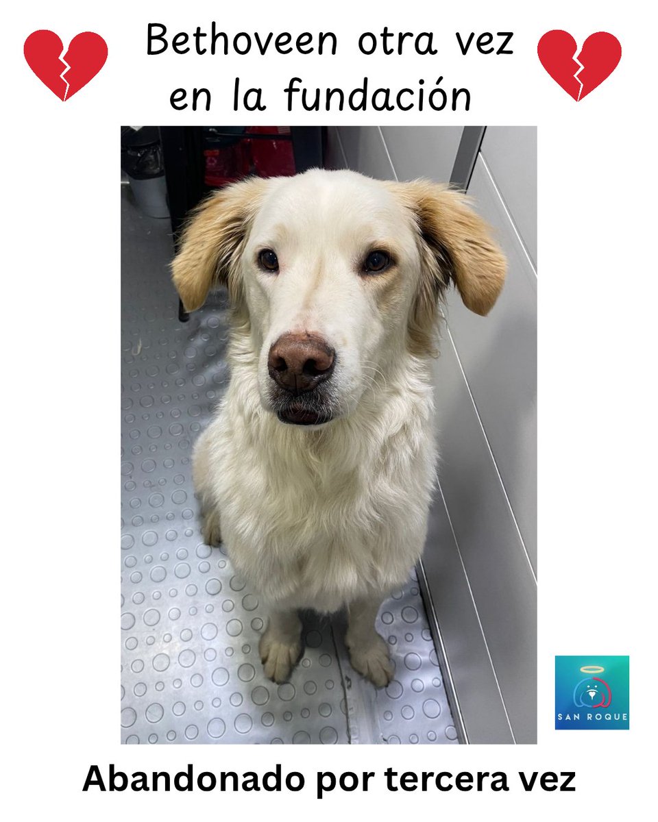 FundacionLucila's tweet photo. Bethoveen, otra vez en la fundación 💔

Bethoveen regresa a la fundación por segunda vez… y con ello suma tres abandonos en su corta vida.

📌 El 5 de febrero de 2023 llegó por primera vez, cuando su “primera familia” lo entregó diciendo que había crecido demasiado y que ya no tenían tiempo ni espacio para él.

📌 El 13 de marzo de 2023 lo entregamos en adopción con la esperanza de que encontrara un verdadero hogar. Pero solo tres meses después fue devuelto, con muchas excusas y sin pruebas de lo que argumentaban.

📌 El 28 de octubre de 2023 volvió a tener una oportunidad y se fue nuevamente en adopción. Hoy, 9 de septiembre de 2025, después de casi dos años, regresa otra vez. Esta vez la familia alega una crisis económica. Durante meses buscamos soluciones para que Betho no volviera a sufrir otro abandono (incluso se les compró alimento), pero las evidencias fueron claras: en fotos lo vimos delgado, con el pelo deteriorado y con señales de enfermedad.

En un audio, la familia expresó que lo dejarían tirado en la Umata, lo que, sumado a su estado físico, nos obligó a tomar la dura pero responsable decisión de recibirlo de nuevo.

Hoy Bethoveen está otra vez bajo nuestro cuidado. Ya fue llevado al veterinario y su diagnóstico es: desnutrición grave y deshidratación del 8%, lo que nos confirma que llevaba varios días sin comer ni tomar agua. 💔
No se imaginan con qué afán devoró su comida y bebió agua cuando por fin pudo hacerlo… una mezcla de hambre, necesidad y desesperación.

Nos duele en el alma luchar tanto por ellos para que terminen en ese estado 😔.
Hoy venimos a pedir, con toda la fe del mundo, una cuarta y última oportunidad para este noble grandulón. Betho merece un hogar donde lo amen de verdad y donde nunca más conozca el abandono.

🐾 No convive con otros animales
🐾 Tiene 3 años
🐾 Es de tamaño grande
🐾 Se entrega castrado

Buscamos una familia espectacular, con espacio, tiempo, recursos y, sobre todo, mucho amor para este ser maravilloso.

Si no puedes adoptar, por favor ayúdanos a difundir 🙏.
Que esta vez la vida le cumpla a Betho la promesa de un hogar para siempre. 💙