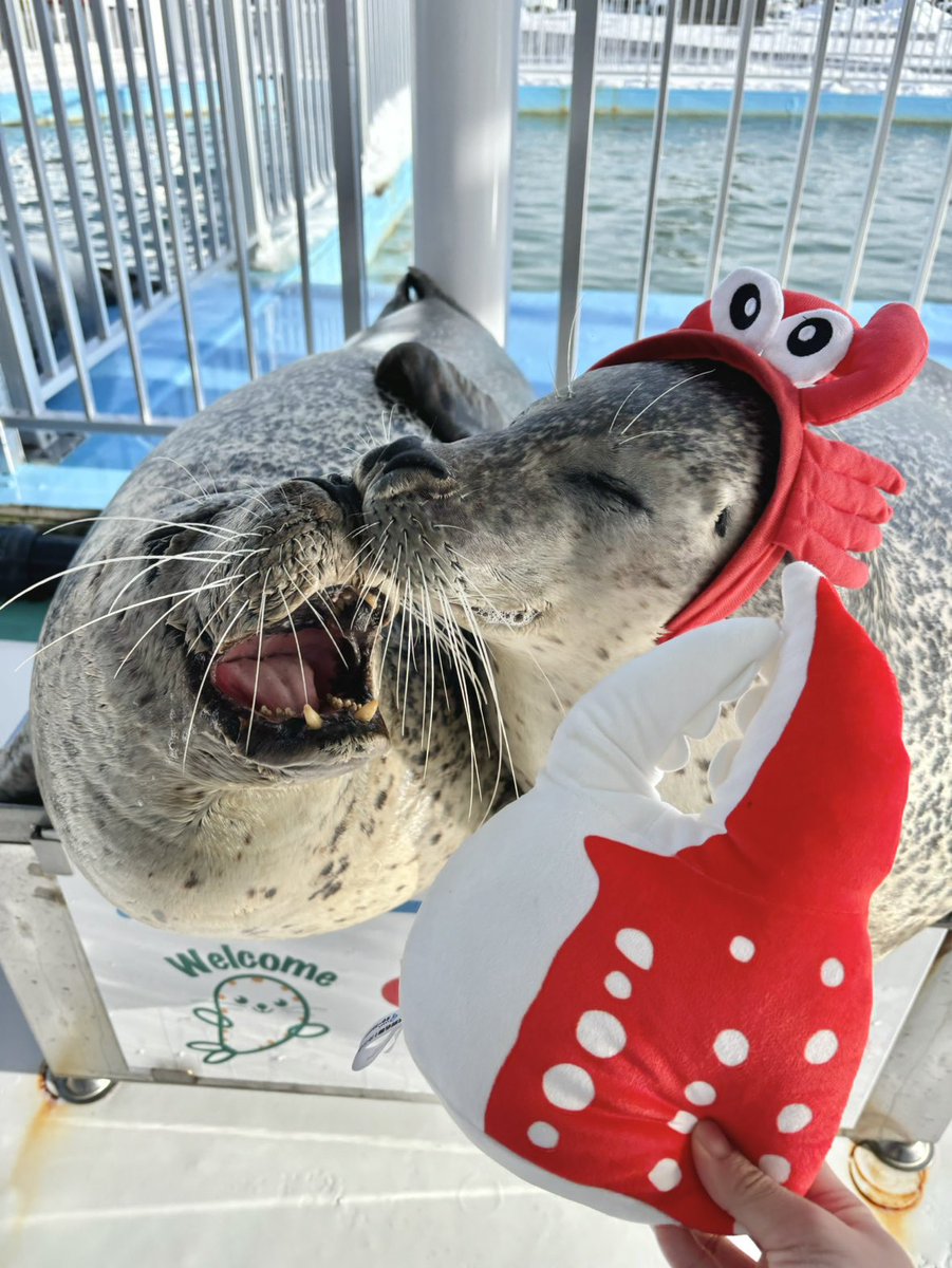 カニの爪くじin東京📢】 9月13日に「ららぽーと豊洲」9月14.15日は