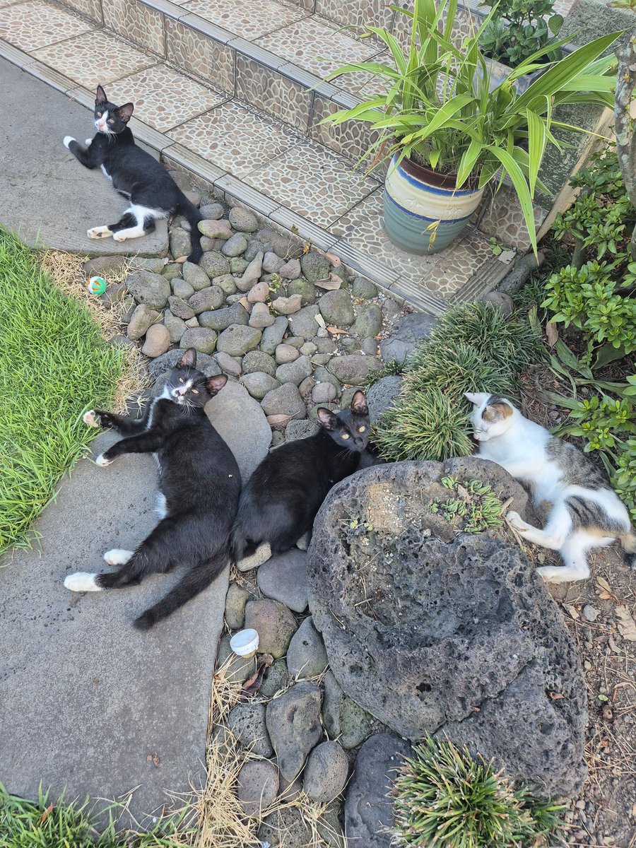 집에가서 얘네랑 놀면 안될까?
-오늘 진짜 일하기시른애🥲