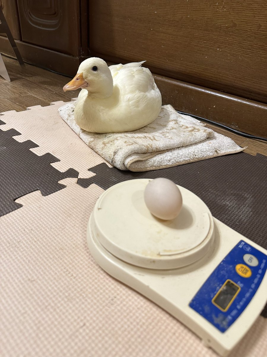 ピーチ♬♬ ピーチ - Search / X