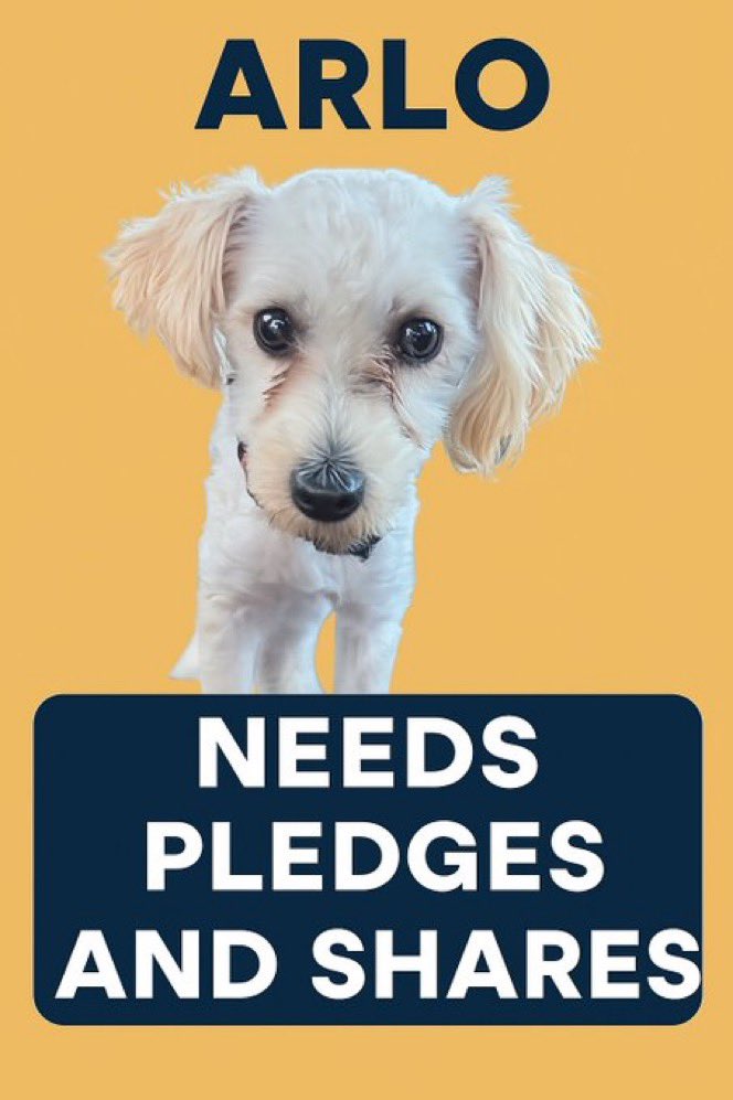 Donna Lac (@lacdonna) on Twitter photo Please help Arlo!! He wasn’t adopted and a rescue needs resources to help save lives. Please, please pledge and retweet for Arlo!!! He needs us to help!! Please help Arlo!! He wasn’t adopted and a rescue needs resources to help save lives. Please, please pledge and retweet for Arlo!!! He needs us to help!!