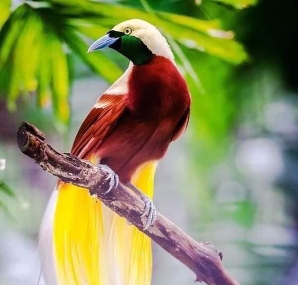 TimelyKaveh's tweet photo. @Dotpotess RIGHT!! IT IS THE PARADISAEA BIRD 
the one in his Constellations https://t.co/dOmOHKOOTq