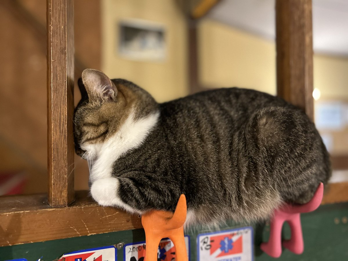 1893日。ハナコ、今日も元気に挟まっております。