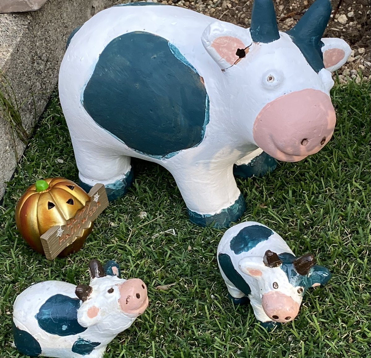Qoo13598889's tweet image. 昨日、半額になっていた鉢🪴を
2つ買ってきた(^^)v
(内径25cm)
この白猫を…黒🐈⬛に塗ろうか
迷い中…
#庭 #黒猫❓ 
牛くん達は無事に放牧🐮
#牛くん