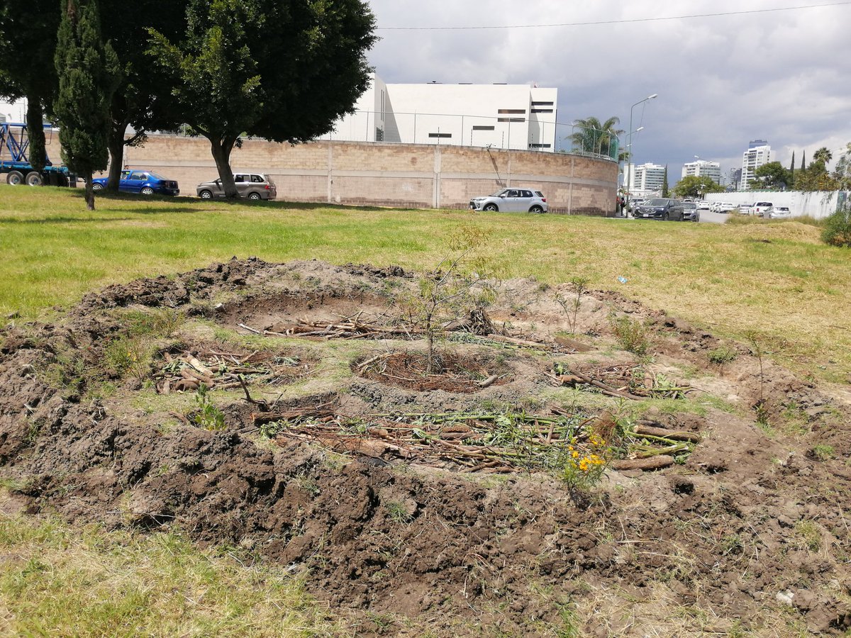 arboles_puebla's tweet photo. Jornada en torno al #AhuehuetedeCumulodeVirgo, para despedir a Xavy que se ausentar por una temporada.
Colocamos material de acolchado y definimos menor el círculo. La humedad acumulada y los troncos colocados están dando paso a un pequeño nicho de biodiversidad. https://t.co/d8vUGpilvL