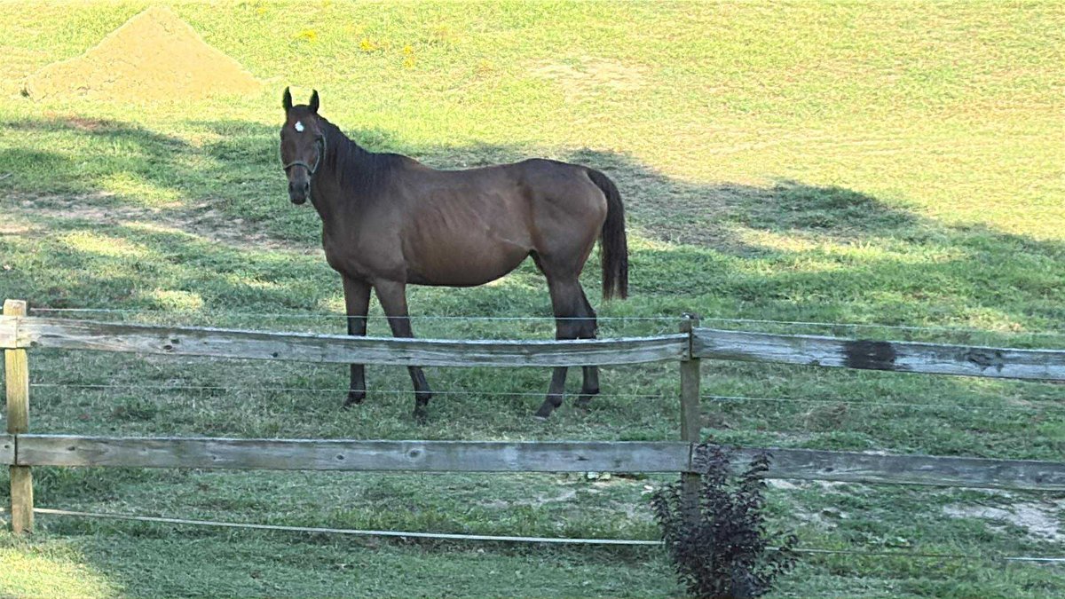 ☺️❤ Update! Grandma's Magic (WV)  teeth were floated today, feet trimmed last week and vaccinations, pregnancy ultra sound  and swab done prior to that so all of her vet and farrier maintenance has been done. She will be leaving for Hasty’s Haven soon.  Thank to you everyone