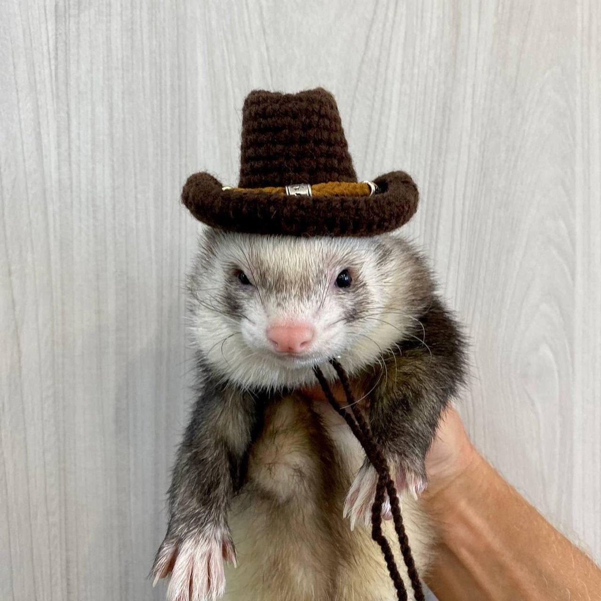 hyunjin as ferrets (@hyunieferrets) on Twitter photo 
