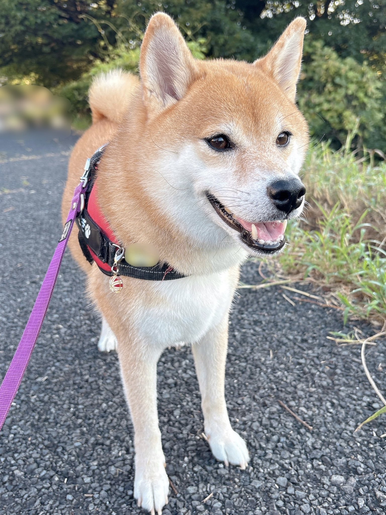 柴犬むぎ (@shiba_inu_mugi) / X