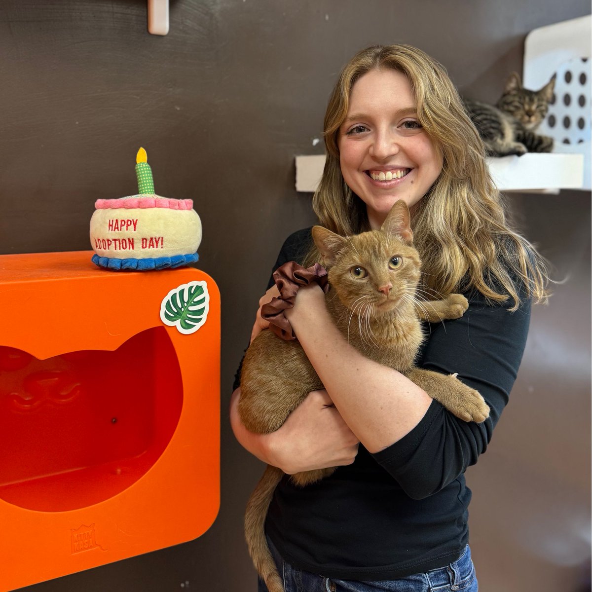 Adoption #1109: Sunny! Sunny is our sweet baby who loved a cuddle and pets. He got along with all the other kittens and now he has a human brother in his new home that he gets to grow up with. We are happy to hear he’s adjusting well. Congrats, Sunny!