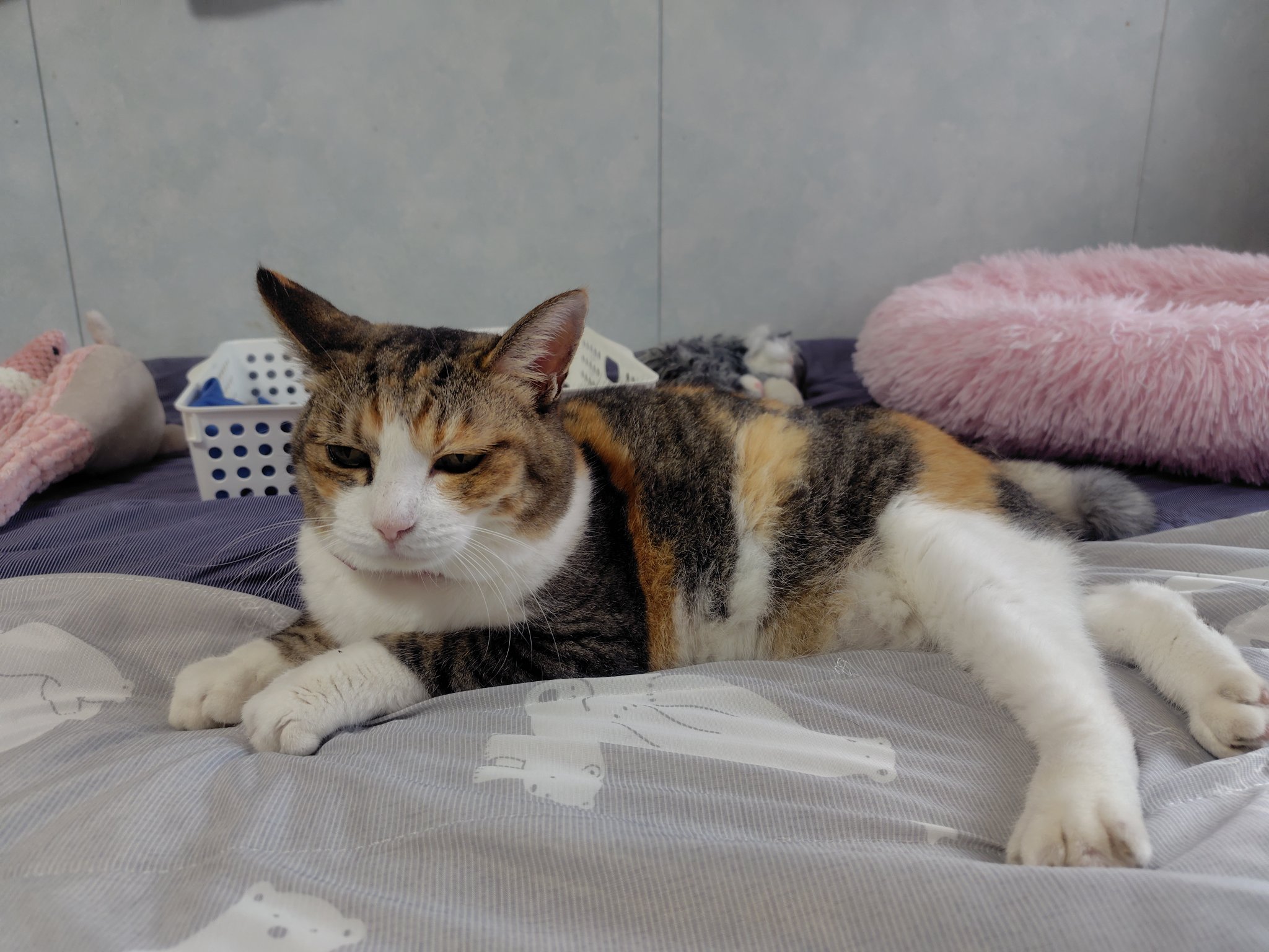 ねこ様 楽天市場】【9/24値上げ対象】 猫 ダイヤモンド 0.16ct カラー
