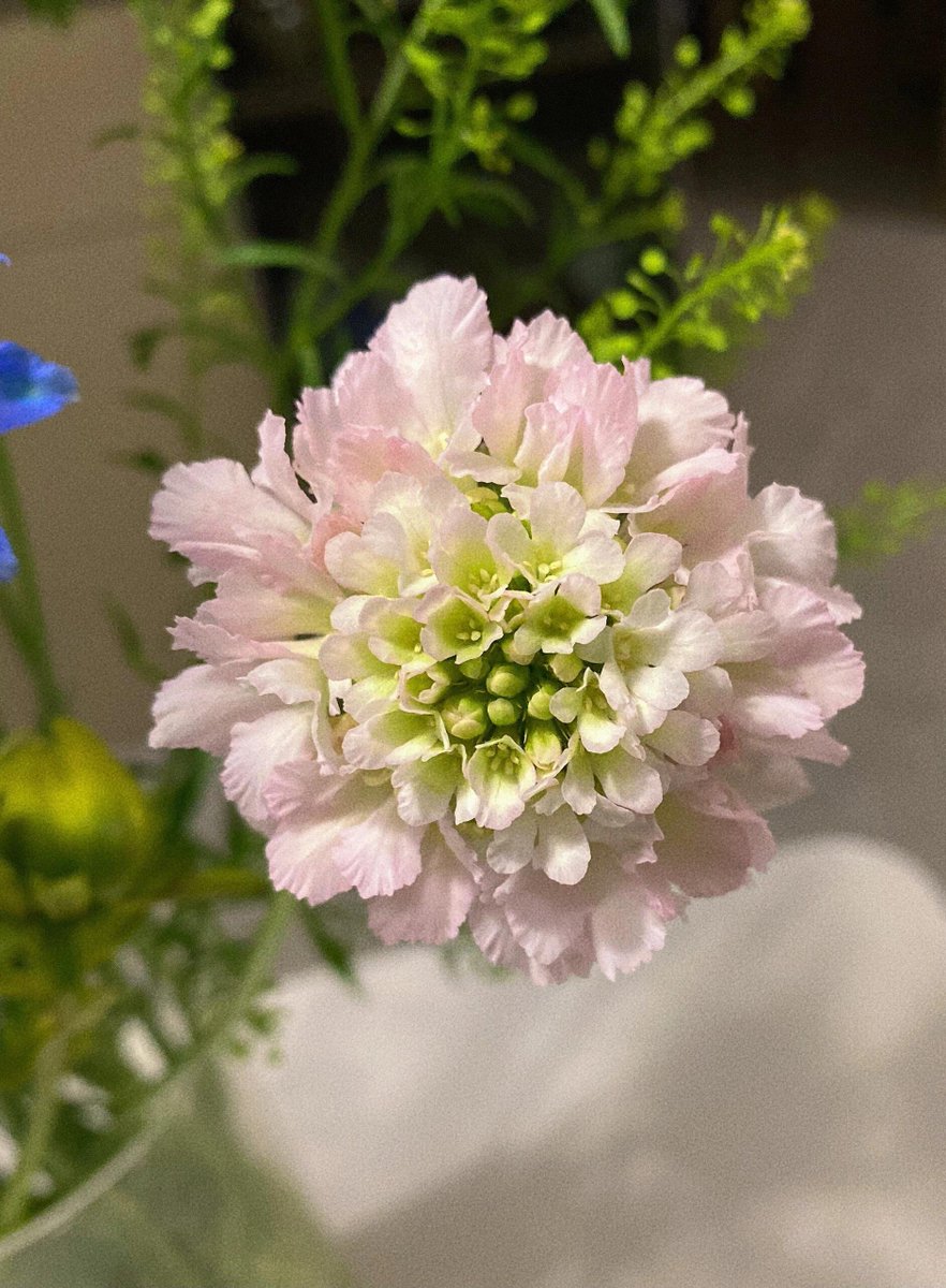 lxnjnop's tweet image. Eine zarte Blume blüht sanft am Morgen 🌸
Als ob sie flüstern würde: Sei auch heute sanft zu dir selbst ✨
#GutenMorgenBlumen #Lebensästhetik #Morgenzärtlichkeit 🌸🌿💗