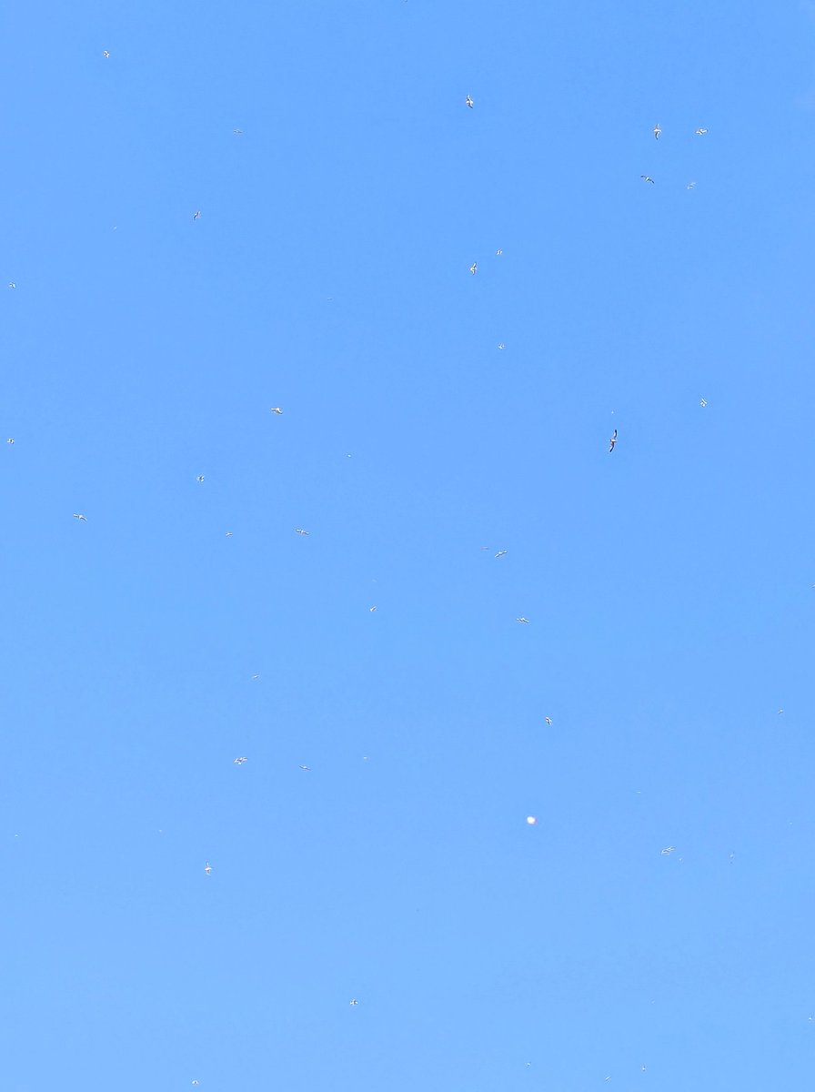 Suzanne Pothe 🇨🇦 tweet media