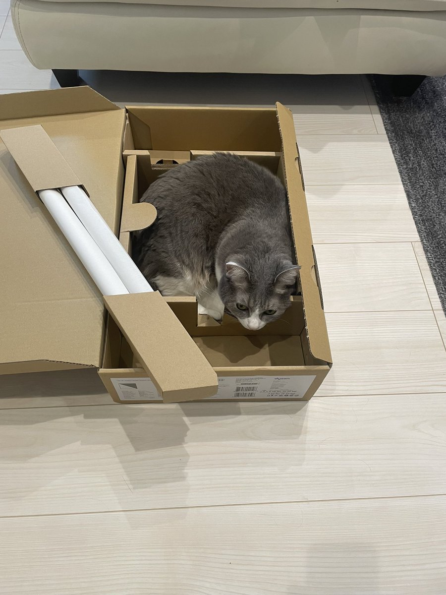 両国Sunrizeでライブしますんで遊びに来てくださいニャー2025/09/24でっす！！