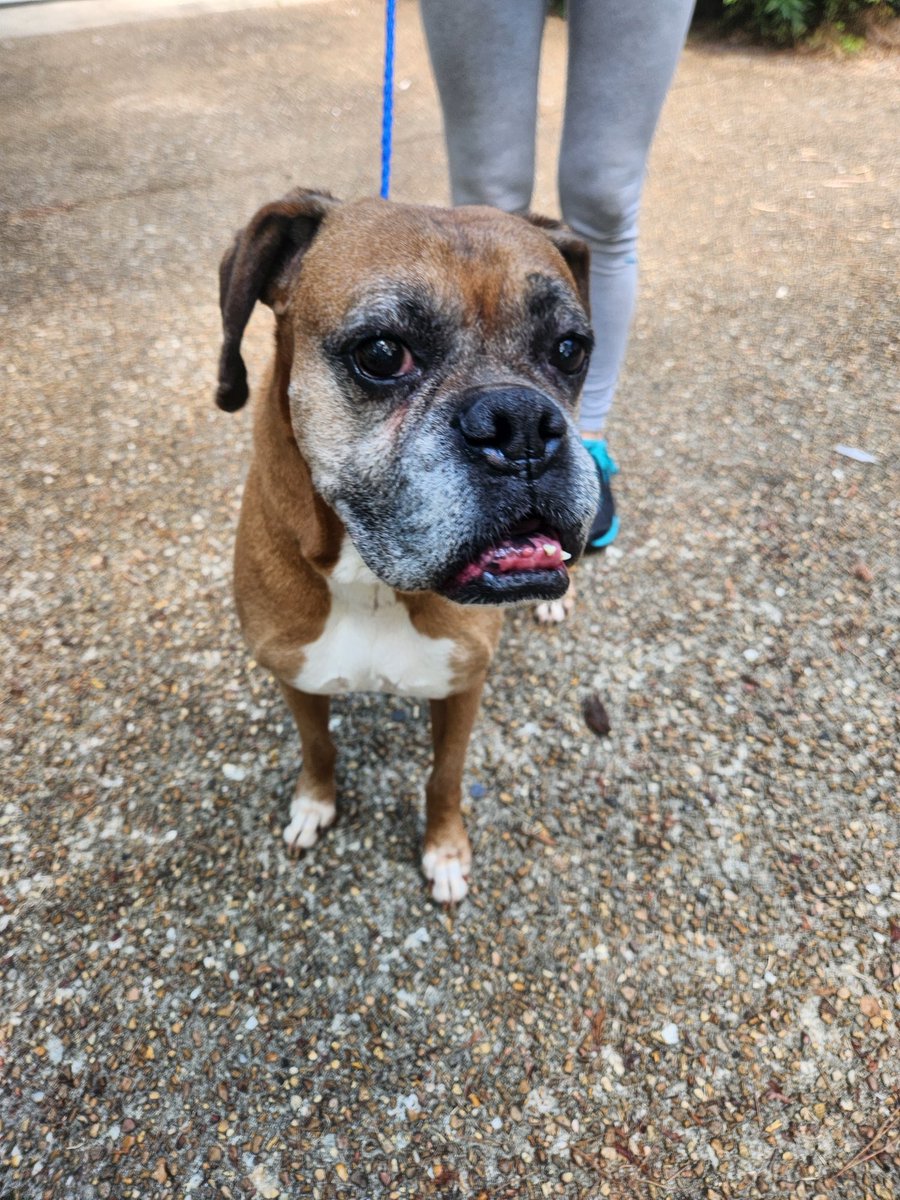 adopt_boxer's tweet photo. Meet super sr Roscoe. His life in MS is rough . He was picked up by a kind lady with 7 dogs &amp; 5 cats. She neutered him &amp; updated his shots. He now needs a family of his own. All he needs is a #foster or #adopter. He’s coming North soon. #helpme #boxerdogs #srdog #boxerlover #dogs https://t.co/Hd9oWzc2Yd