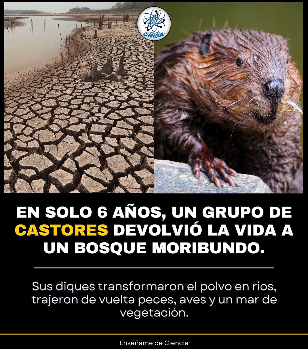 En Utah, Estados Unidos, un grupo de castores fue reintroducido en un río que estaba casi muerto por la sequía. 💀➡️💧
En tan solo 6 años, estos pequeños ingenieros de la naturaleza levantaron diques que devolvieron el agua, trajeron de vuelta a los peces 🐟, a las aves 🐦 y