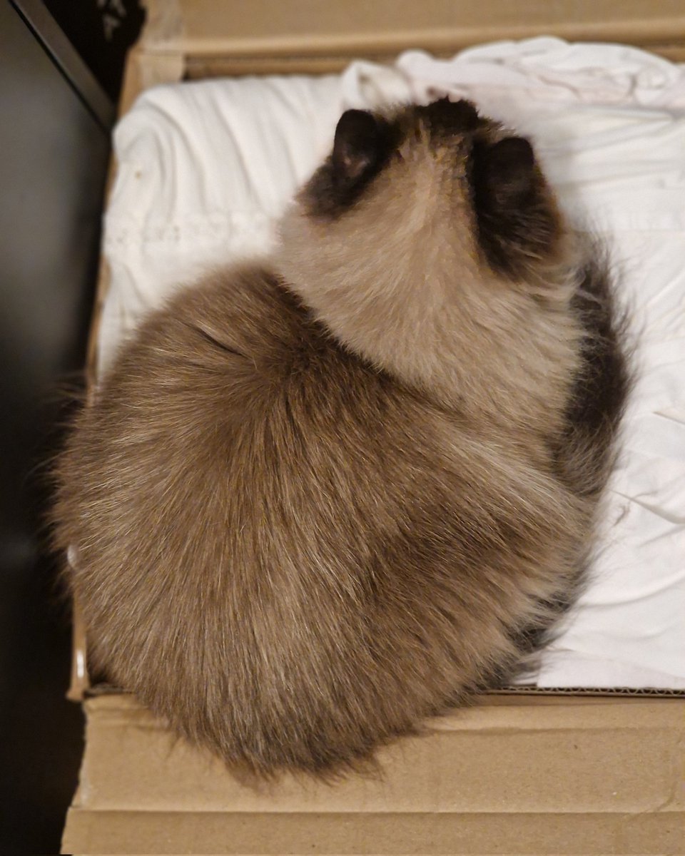 ケーキ姫🍰keekihime tweet media