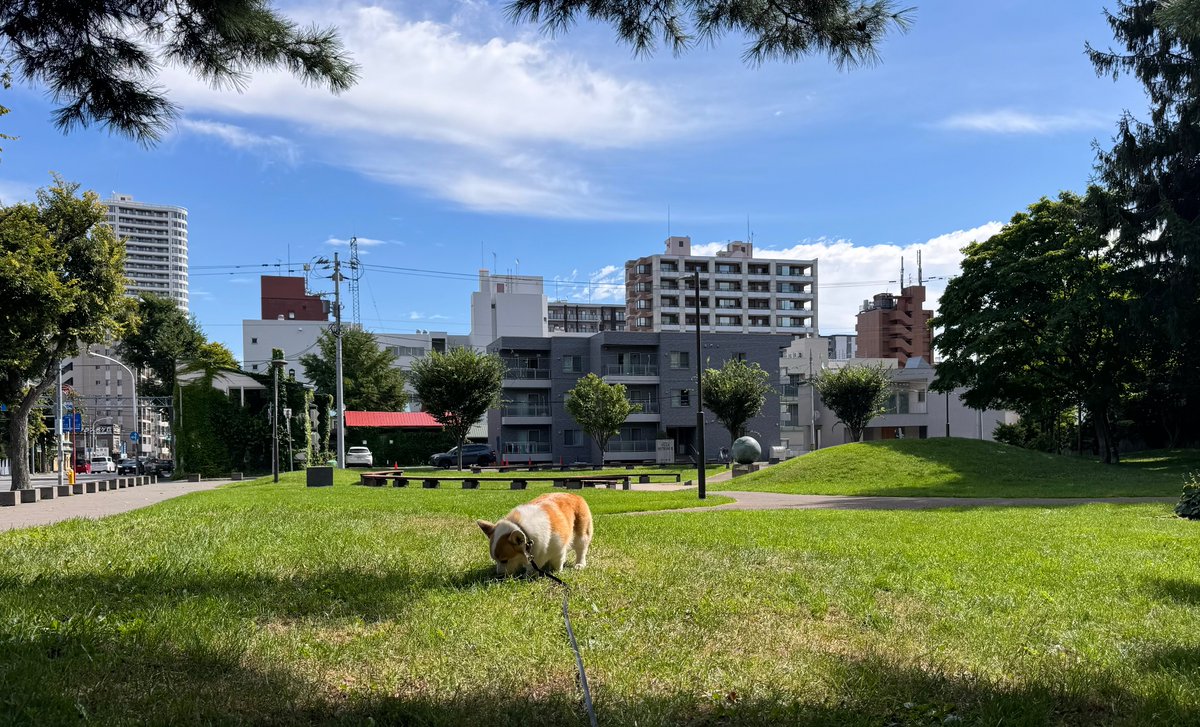 CorgiTao's tweet photo. 探し物なのら https://t.co/VxVlAhPeGO