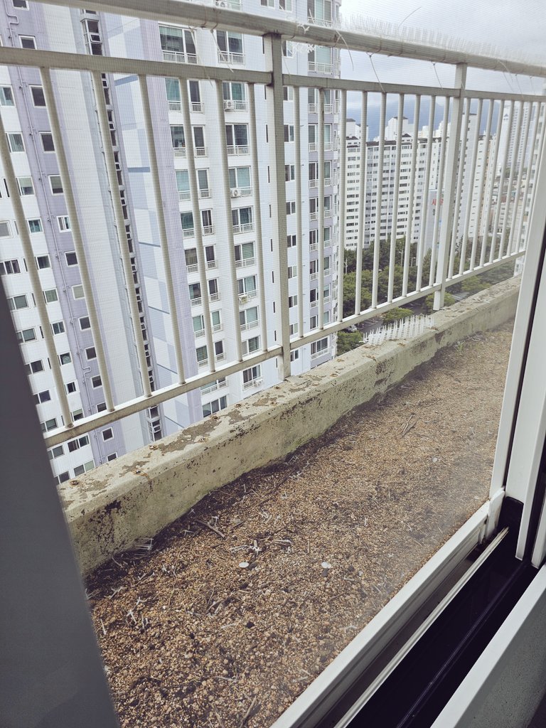 풀을 깨끗하게 다 뽑았더니
이젠 뭔가 심고 싶어졌다🙄
누가 이 연쇄살식마를 말려주세요😱