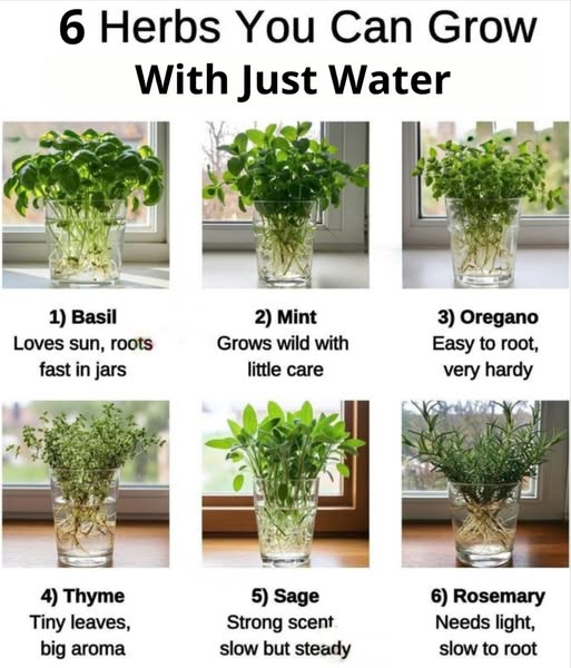 Grow Fresh Herbs Indoors – No Soil Needed!  | 6 Herbs You Can Grow with Just Water
Basil loves sunlight &amp; grows fast in water! Perfect for pesto, pasta, and fresh salads.
Mint grows wild with very little care. A refreshing must-have for teas, cocktails, and desserts!