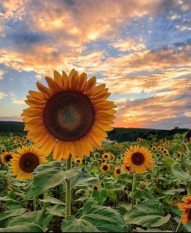 sunflow23002724's tweet photo. The moment we choose ourselves, everything begins to choose us.
เมื่อไหร่ที่เราเลือกตัวเอง ทุกอย่างจะเลือกเรา.🌻💛 https://t.co/UED4wCc9eX