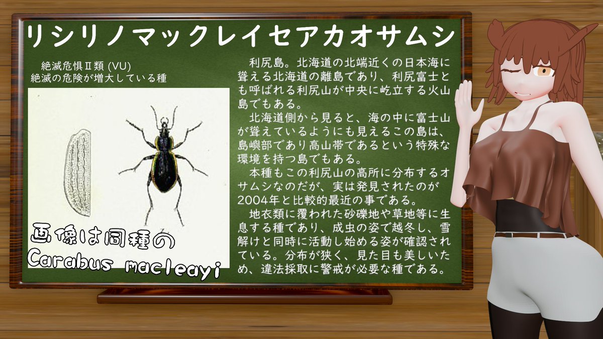 コタンコロの絶滅危惧種を知ろう 今日の紹介は #リシリノマックレイ