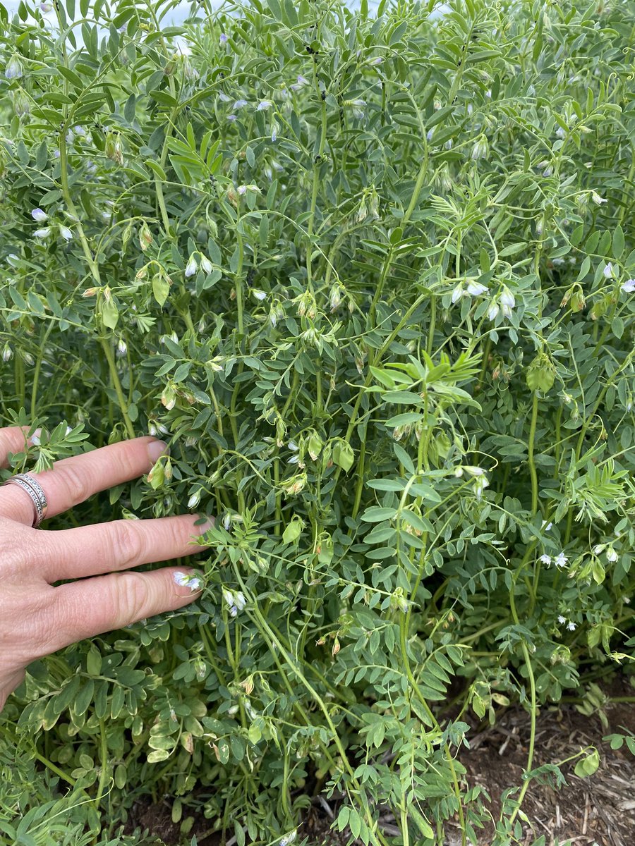 Bec Marshall tweet media