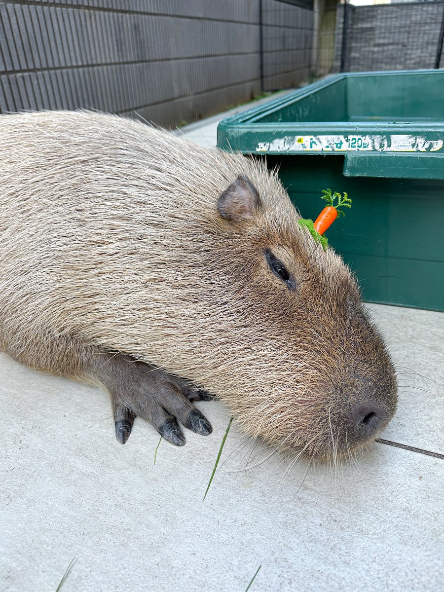 capyvillage's tweet image. いろんな表情を魅せてくれるとんかつくん✨✨
#カピヴィレッジ #capyvillage #カピバラ #capybara #카피바라 #水豚 #カピバラカフェ