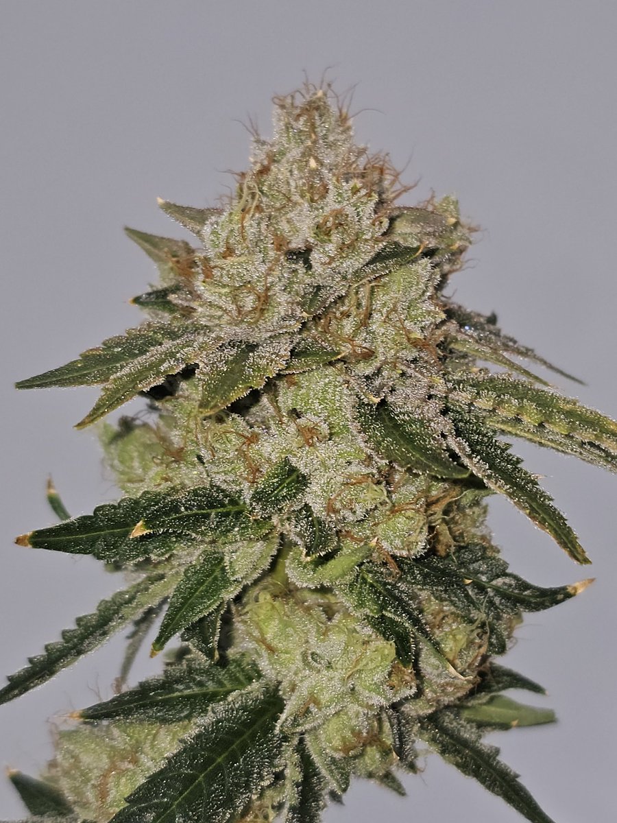 Valley Banger (SFV x Headbanger)