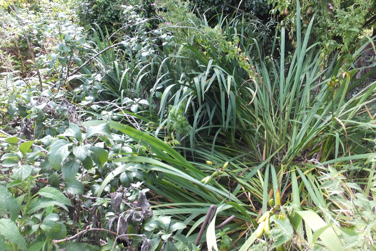 When is it the best time to sort out the pond?
When you can walk across it....

think mine needs seriously major re-excavation as much as emptying, 90% solid mud and plant