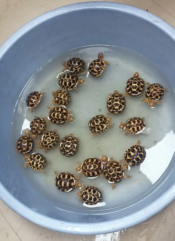 A joint operation by WCCB, @UPPolice, and the <a href="/UpforestUp/">Environment, Forest and Climate Change Department</a> in Lucknow resulted in the seizure of 24 Star Tortoises and the arrest of one individual involved in illegal wildlife trade. <a href="/moefcc/">MoEF&CC</a> #WildlifeProtection #StarTortoise #WildlifeCrime
